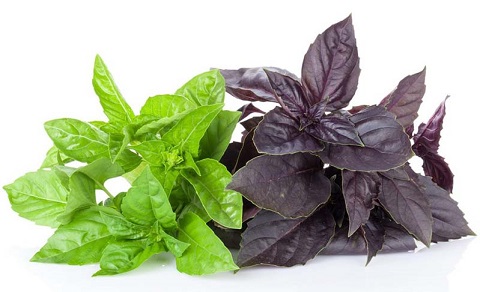 درباره ریحان بدانیم